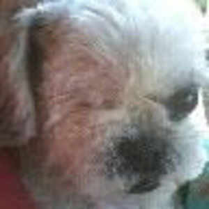 Meet your Posher, Thea